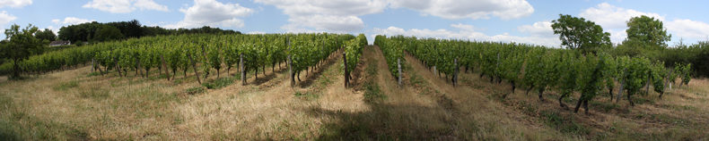 vigne de cravant les coteaux