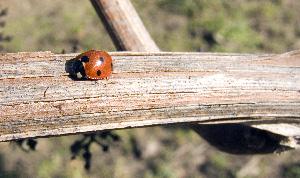 coccinelle du printemps