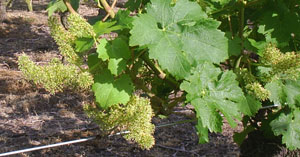 vignes en fleur